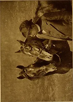 Abilities Prints: This image is from Denkende Tiere
