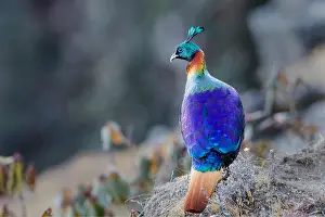 Himalayan Prints: The image of Himalayan monal (Lophophorus impejanus) in Chopta, Uttrakhand, India