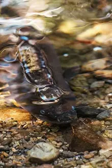 Slimy Prints: An image of a New Zealand Long Fin Eel swimming in a stream
