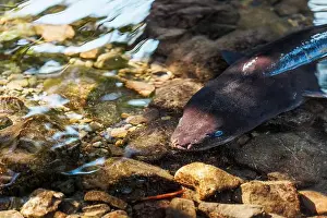 Slimy Prints: An image of a New Zealand Long Fin Eel swimming in a stream
