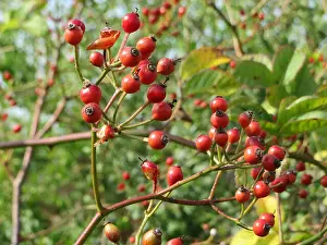 The image or reference to Rosa multiflora pertains to the species of rose commonly known as multiflora rose