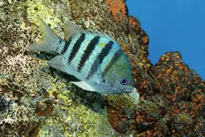 Pelagic Prints: Image of a vibrant Sergeant Major fish