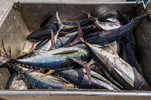 Image of Yellowfin Tunas in Atlantic Ocean. Metal box full of fresh tunas discharged from an industrial fishing boat