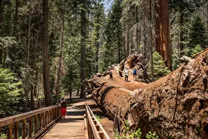 Meditate Prints: Images of Sequoias and visitors to the Trail of 100 Giants in the Grand Sequoia National Monument