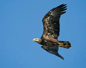 Immature Prints: An immature bald eagle in flight