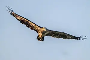 Talons Prints: An immature bald eagle flying