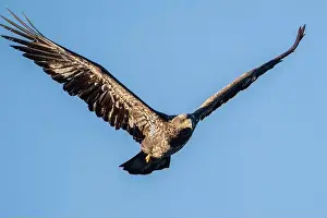 Talons Prints: An immature bald eagle flying