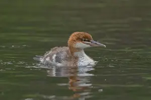Anseriformes Prints: immature Common Merganser (Mergus merganser) El Dorado County California USA