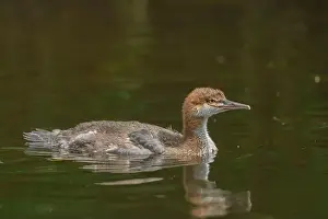Anseriformes Prints: immature Common Merganser (Mergus merganser) El Dorado County California USA