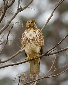 Immature Prints: An immature Red-tailed Hawk (Buteo jamaicensis) perched in a tree