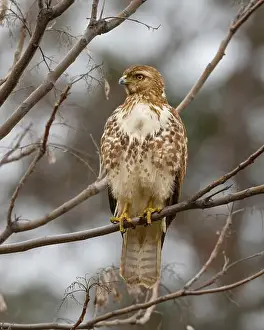 Immature Prints: An immature Red-tailed Hawk (Buteo jamaicensis) perched in a tree