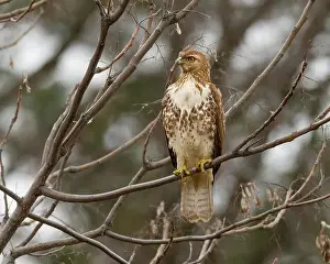Immature Prints: An immature Red-tailed Hawk (Buteo jamaicensis) perched in a tree