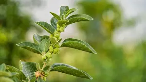 Immunity booster plant, Withania somnifera