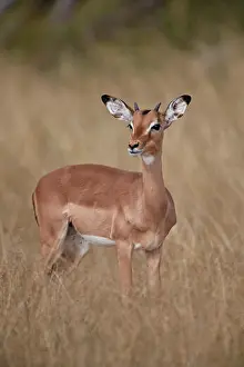 Alertness Prints: Impala (Aepyceros melampus), juvenile male, Kruger National Park, South Africa, Africa