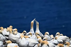 On Ground Prints: One of the most important colony of gannets (fous de Bassan) in the world is on the ile Bonanventure