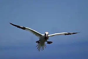 Gannets Prints: One of the most important colony of gannets (fous de Bassan) in the world is on the ile Bonanventure