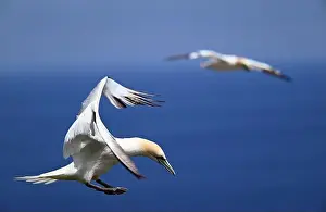 Gannets Prints: One of the most important colony of gannets (fous de Bassan) in the world is on the ile Bonanventure