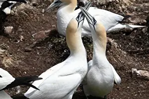 On Ground Prints: One of the most important colony of gannets (fous de Bassan) in the world is on the ile Bonanventure