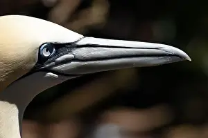 On Ground Prints: One of the most important colony of gannets (fous de Bassan) in the world is on the ile Bonanventure