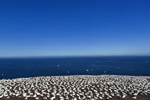 Hundreds Prints: One of the most important colony of gannets (fous de Bassan) in the world is on the ile Bonanventure