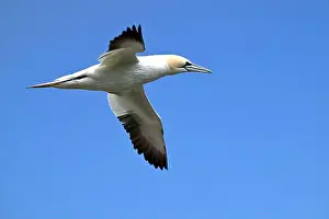 Gannets Prints: One of the most important colony of gannets (fous de Bassan) in the world is on the ile Bonanventure