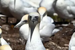 On Ground Prints: One of the most important colony of gannets (fous de Bassan) in the world is on the ile Bonanventure