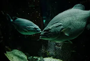 Wildlife Observation Prints: Two imposing groupers confront each other in the dim