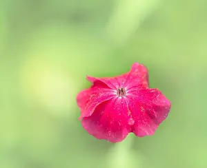 Depth Of Field Prints: Impressionistic color outdoor macro of a wide open bright red blooming crown campion on pastel green colored blurred