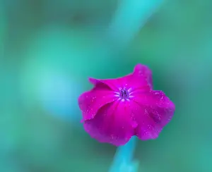 Impressionistic Prints: Impressionistic color outdoor macro of a wide open pink violet blooming crown campion