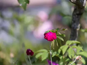 Impressionistic Prints: Impressionistic color outdoor macro of a wide open purple red blooming crown campion