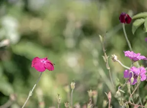 Impressionistic Prints: Impressionistic color outdoor macro of a wide open purple red blooming crown campion