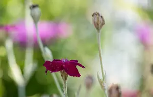 Impressionistic Prints: Impressionistic color outdoor macro of a wide open purple red blooming crown campion on pastel natural background