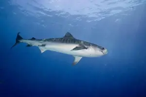 Marine Nature Prints: An impressive tiger shark, Galeocerdo cuvier