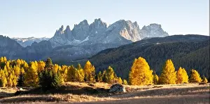 Incredible autumn view at Valfreda valley in Italian Dolomite Alps. Yellow and orange larches forest and snowy mountains peaks on background