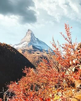 Images Dated 20th October 2018: Incredible colorful landscape with Matterhorn Cervino peak and red flowers bush in Swiss Alps