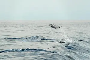 Flipper Prints: incredible high jump of striped dolphin jumping outside the blue sea