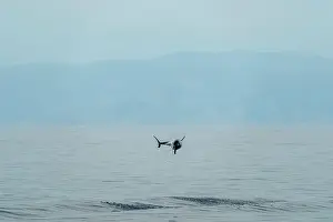 Flipper Prints: incredible high jump of striped dolphin jumping outside the blue sea
