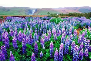 Skogafoss Prints: Incredible landscape with lupine flowers field and famous Skogafoss waterfall on background