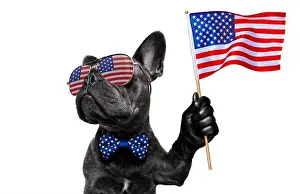 Independence Day Prints: independence day 4th of july dog