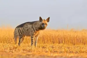 Gujarat Prints: India, Gujarat state, Blackbuck national park, Striped hyena (Hyaena hyaena)