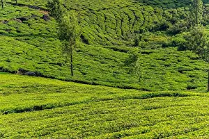 Kerala Prints: India, Kerala, Munnar, tea plantation, landscape