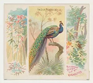 Ephemera Prints: India Peacock, from Birds of the Tropics series (N38)