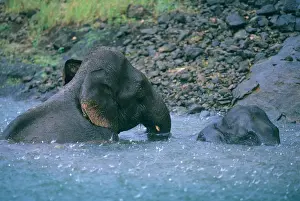 Threatened Prints: Indian or Asian Elephants (Elephas maximus) Endangered