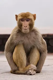 Macaca Prints: indian bandar (Macaca mulatta), North India, India, Asia