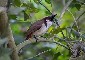 Bird Watching Prints: Indian bird - Asian paradise flycatcher in dense foliage in natural habitat
