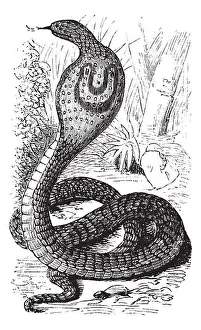 Venomous Prints: Indian Cobra or Spectacled Cobra or Naja naja