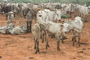 Cows Prints: Indian cows, desi cows, rural livestock
