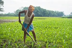 Villager Prints: An Indian farmer working in his field. India