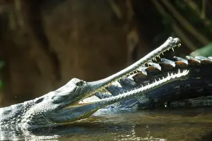 Snout Prints: An Indian Gharial sitting in water baring teeth from its long snout