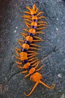 Indian giant tiger centipede / Scolopendra hardwickei